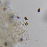 Panaeolus fimicola image