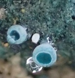 Chlorociboria aeruginosa image