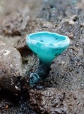 Chlorociboria aeruginosa image