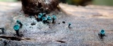 Chlorociboria aeruginosa image