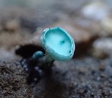 Chlorociboria aeruginosa image