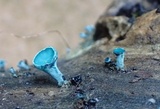 Chlorociboria aeruginosa image