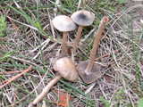Panaeolus cinctulus image