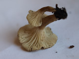 Clitocybe trulliformis image