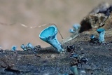 Chlorociboria aeruginosa image