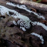 Ceratiomyxa fruticulosa var. fruticulosa image