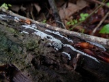 Ceratiomyxa fruticulosa var. fruticulosa image