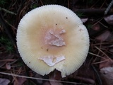 Amanita praecox image