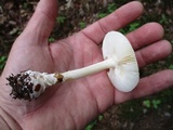 Amanita praecox image