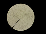 Amanita praecox image