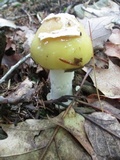 Amanita praecox image