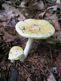 Amanita praecox image