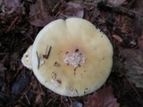 Amanita praecox image