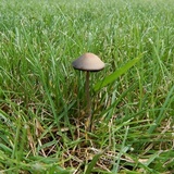 Panaeolus fimicola image