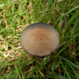 Panaeolus fimicola image