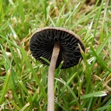 Panaeolus fimicola image