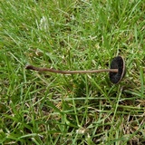 Panaeolus fimicola image