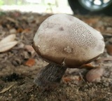 Tylopilus griseocarneus image