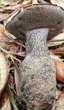 Tylopilus griseocarneus image