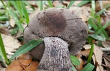 Tylopilus griseocarneus image