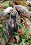 Tylopilus griseocarneus image