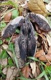 Tylopilus griseocarneus image