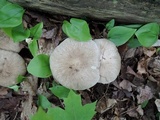 Megacollybia rodmanii image
