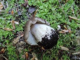 Megacollybia rodmani image