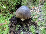 Megacollybia rodmani image