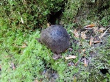 Megacollybia rodmani image