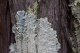 Canoparmelia texana image