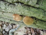 Crepidotus mollis image