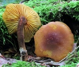 Xeromphalina tenuipes image