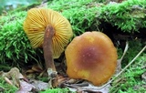 Xeromphalina tenuipes image