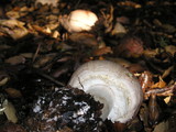 Agaricus hondensis image