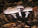Agaricus hondensis image