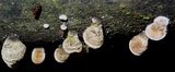 Auricularia nigricans image