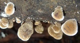 Auricularia nigricans image