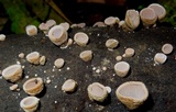 Auricularia nigricans image