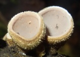 Auricularia nigricans image