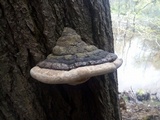 Fomitopsis ochracea image