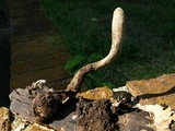 Xylaria longipes image
