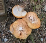Neolentinus lepideus image