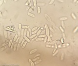 Neolentinus lepideus image