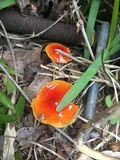 Hygrocybe acutoconica image