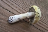 Stropharia coronilla image