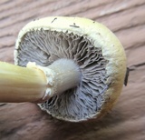 Stropharia coronilla image