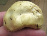 Stropharia coronilla image