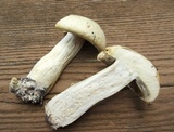 Stropharia coronilla image