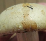 Stropharia coronilla image